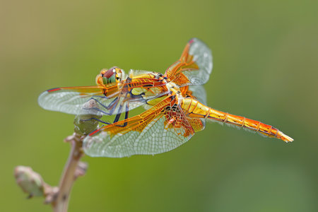 Close up of two dragonflies mating on a plant in the wild