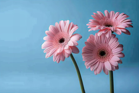 Three pink gerbera daisies on a blue background.の写真素材