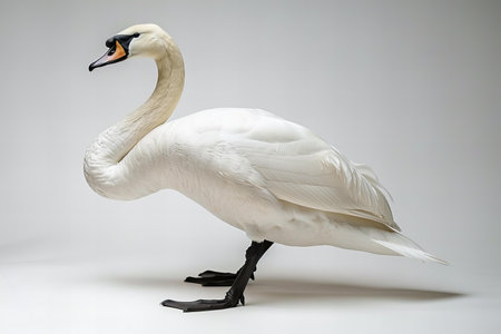 White swan isolated on white background, studio shot, side viewの写真素材