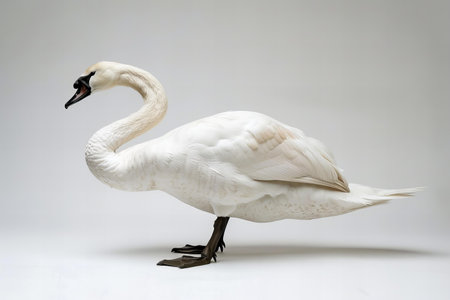 White swan isolated on a white background, studio shot, side viewの写真素材