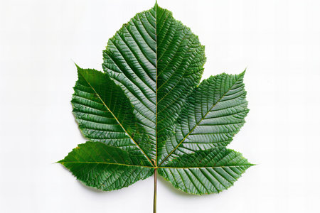 Green chestnut leaf isolated on white background. Copy space for text.の写真素材