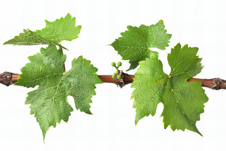Grapevine leaves isolated on white background, clipping path included.の写真素材
