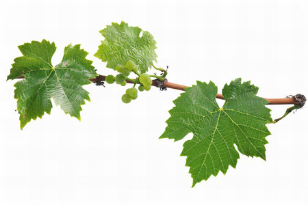 Grapevine branch with green leaves isolated on a white background.の写真素材