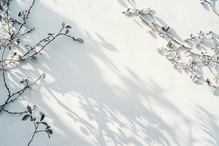 White wall with bare branches of willow. White background with shadows.