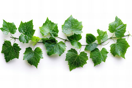 Green ivy leaves isolated on white background. Flat lay, top view.の写真素材