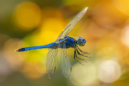 Blue dragonfly (Sympetrum vulgare) on nature backgroundの写真素材