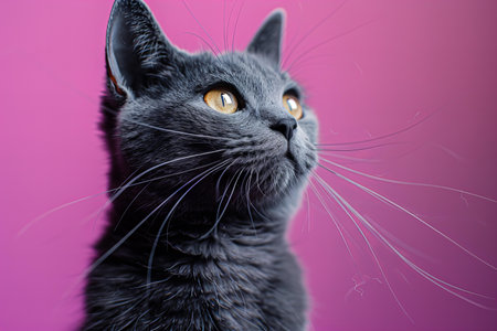 Portrait of a gray cat with yellow eyes on a pink backgroundの写真素材