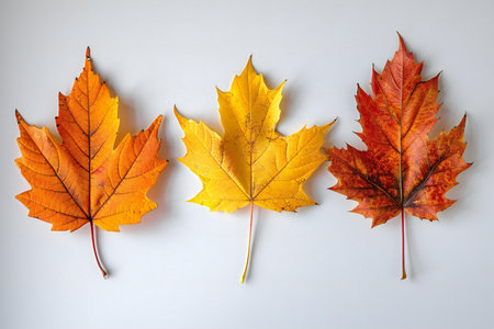 Autumn maple leaves on white background. Flat lay, top view