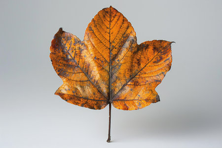 Autumn leaf on a gray background. Autumn leaves on a gray background.