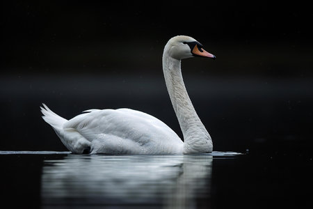 swan on blue lake water in sunny day, swans on pond, nature series
