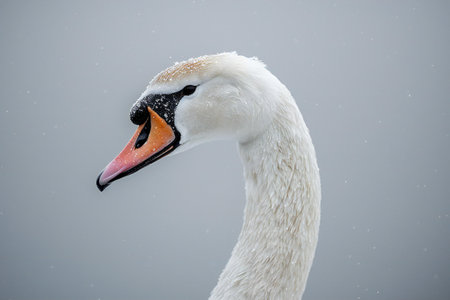 White swan on the lake in winter. Picture of a wild swan.