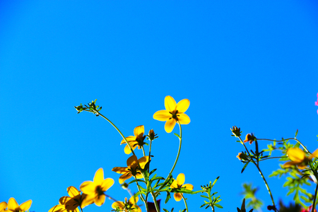 Yellow flowers on blue skyの写真素材