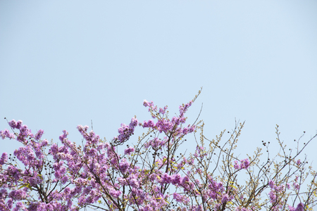 Pink trumpet flower with blue sky backgroundの写真素材
