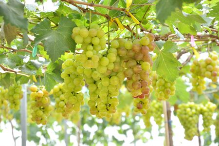 Fresh grapeの写真素材