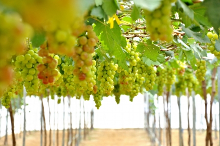 Fresh grapeの写真素材