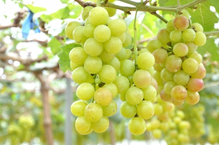 Fresh grapeの写真素材