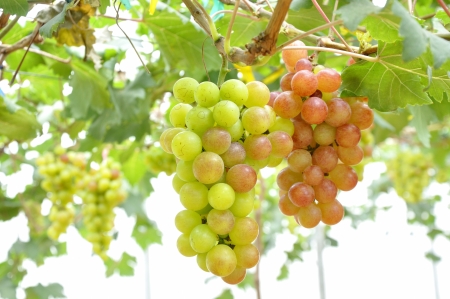 Fresh grapeの写真素材