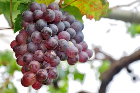 Fresh grapeの写真素材