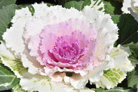 Cabbage on a farmer floorの写真素材