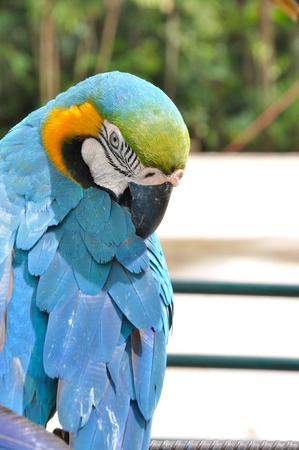 Macaw birdの写真素材
