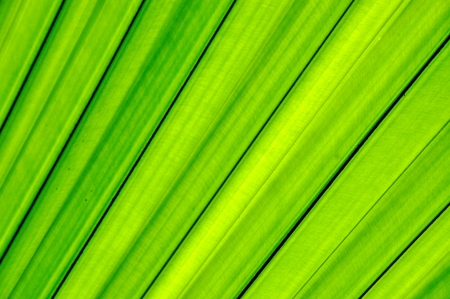 Close up of Tropical Green Leaf Texture use as a Background for Designの写真素材