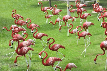 Bird flamingo modelの写真素材