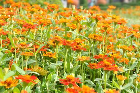 Colorful flowers in tropical natural fieldの写真素材