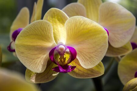 yellow orchidの写真素材