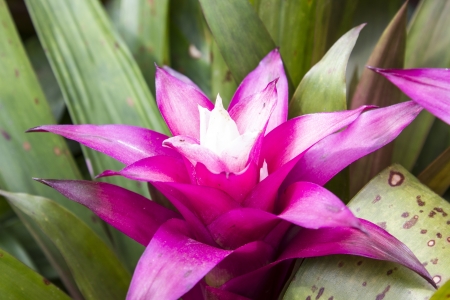 The top view of Bromeliad, Ananas Comosus, Pineappleの写真素材