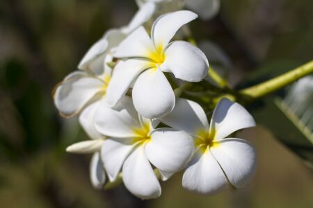 white and yellow frangipani flowersの写真素材