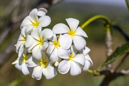 white and yellow frangipani flowersの写真素材