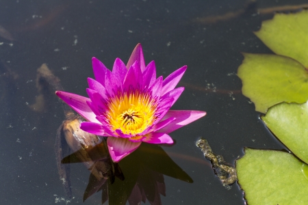 Lotus flower and Lotus flower plantsの写真素材