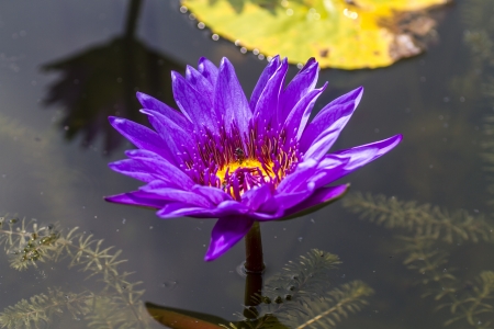 Lotus flower and Lotus flower plantsの写真素材