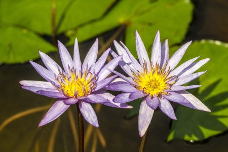 Lotus flower and Lotus flower plantsの写真素材