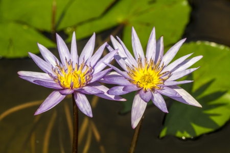 Lotus flower and Lotus flower plantsの写真素材