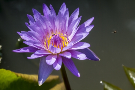 Lotus flower and Lotus flower plantsの写真素材