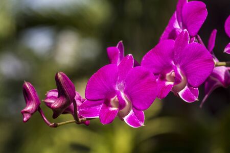 Pink Orcids in the gardenの写真素材