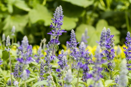 Lavender bloomsの写真素材