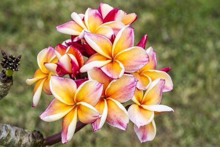  frangipani flowersの写真素材