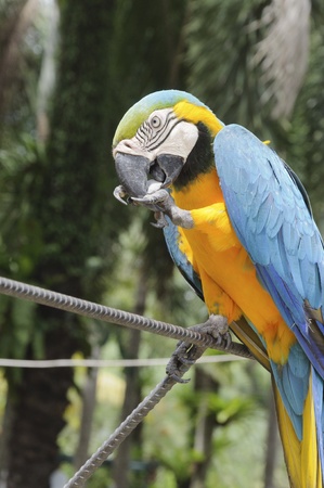 Macaw birdの写真素材