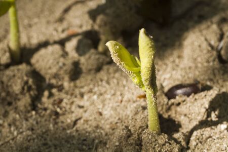 Green sprout growing from seed