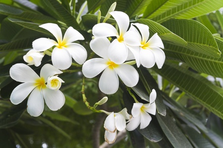 frangipani flowersの写真素材