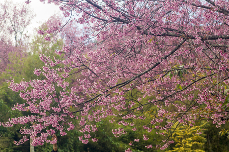 Pink cherry blossoms in northern Thailandの写真素材