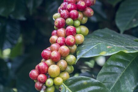 Raw caffeine fruitの写真素材