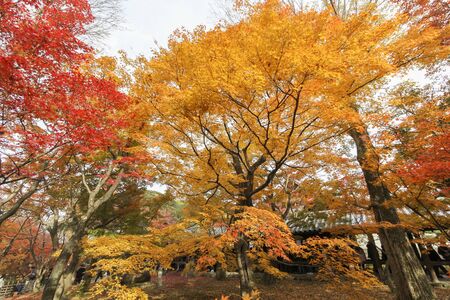 Red Maple at Tofukuji Temple, Kyoto, Japan in Autumnのeditorial素材