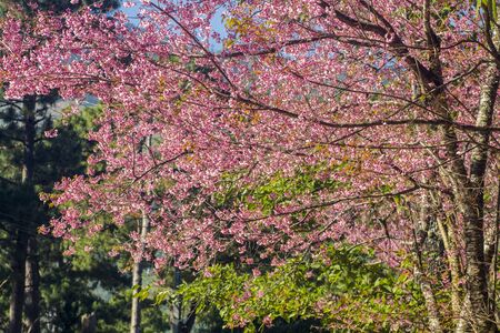 Pink blossom flowers on a treeの写真素材