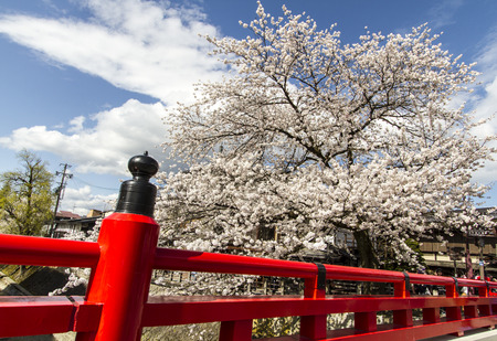 Across through Cherry Blossomのeditorial素材