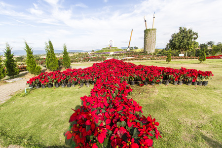 Flower field with blue skyの写真素材