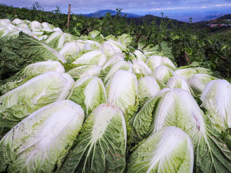 Fresh Chinese cabbages in the garden