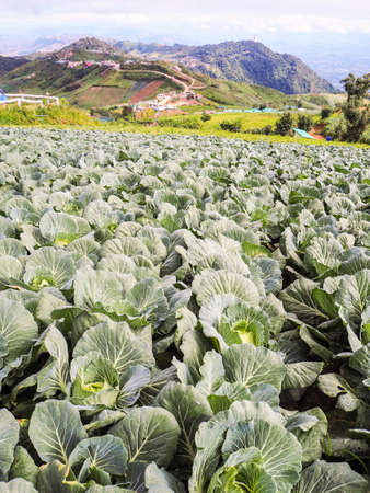 Cabbages fieldの写真素材
